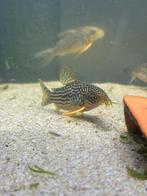 Corydoras Sterbai jongen 2-3 cm, Dieren en Toebehoren, Vis