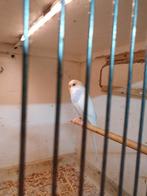 Grasparkieten te koop, Dieren en Toebehoren, Meerdere dieren, Parkiet