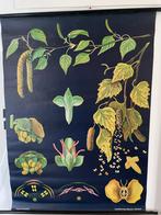 Schoolplaat Berk - Jung-Koch-Quentell, Ophalen of Verzenden, Natuur en Biologie