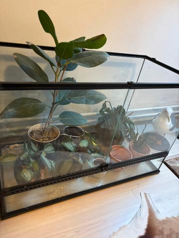 ExoTerra terrarium beschikbaar voor biedingen