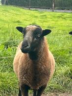 Prachtige ouessant x black belly moeder en dochter, Dieren en Toebehoren, Schapen, Geiten en Varkens, Vrouwelijk, Schaap