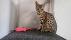 Nog 1 Savannah SBT poesje (raszuiver), Dieren en Toebehoren, Poes, Gechipt, 0 tot 2 jaar