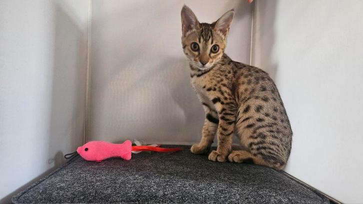 Savannah f7SBT poesje(raszuiver), Dieren en Toebehoren, Katten en Kittens | Raskatten | Korthaar, Poes, 0 tot 2 jaar, Met stamboom