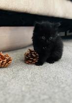 4 lieve kittens, Dieren en Toebehoren, Poes, 0 tot 2 jaar