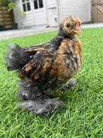 Cochin kriel hanen kuikens, Dieren en Toebehoren, Pluimvee, Mannelijk, Kip