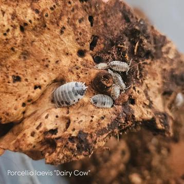 Porcellio laevis (dairy cow's) beschikbaar voor biedingen