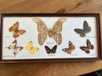 Taxidermie Vlinderlijst met Diverse Soorten, Ophalen of Verzenden
