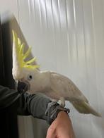 Lieve tamme eigen kweek triton geelkuif kaketoe 16 weken., Dieren en Toebehoren, Vogels | Parkieten en Papegaaien, Mannelijk, Papegaai