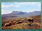 Schotse Hooglanders bij Ullapool, Ross-shire, Verzamelen, Ophalen of Verzenden, 1980 tot heden, Ongelopen, Overige soorten