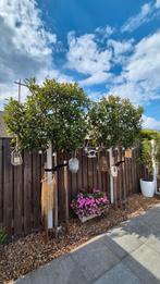 2 x Glansmispel (Photinia Fresia Red Robin) november 2023., Ophalen, Volle zon, Leiboom, 250 tot 400 cm
