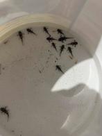 Prachtige jonge L46/L046, Dieren en Toebehoren, Vissen | Aquariumvissen, Vis, Zoetwatervis