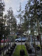 Sorbus edulis eetbare lijsterbes in pot, Tuin en Terras, Ophalen, In pot, Overige soorten, 400 cm of meer