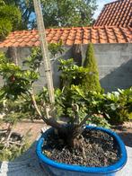 Bonsai azalea, Tuin en Terras, Planten | Bomen, In pot, Halfschaduw, Lente, Minder dan 100 cm
