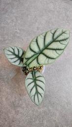 Alocasia Silver Dragon, Ophalen of Verzenden, Halfschaduw, Minder dan 100 cm