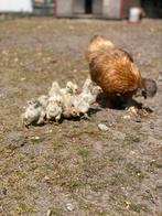 Zijderhoeder kuikens te koop, Dieren en Toebehoren, Pluimvee, Meerdere dieren, Kip