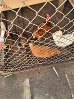 Legkippen, Leghorn, Australorp., Dieren en Toebehoren, Pluimvee, Vrouwelijk, Kip