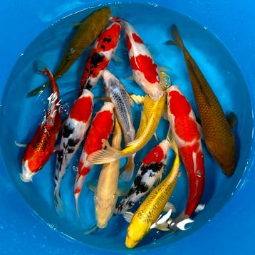 Marusei tosai mix 20-28cm Japanse koi beschikbaar voor biedingen
