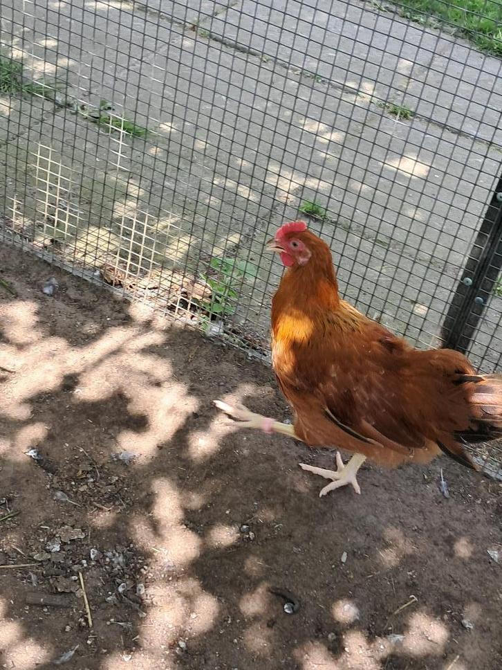 new Hampshire haan, Dieren en Toebehoren, Pluimvee, Kip, Mannelijk