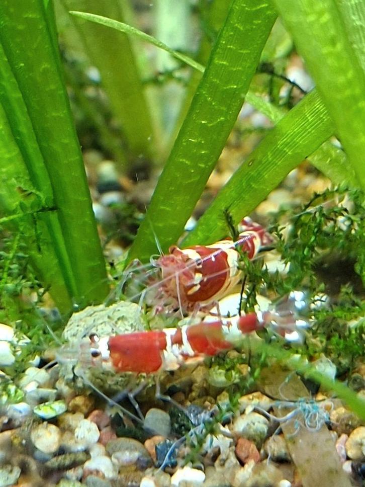 Crystal red garnalen, Dieren en Toebehoren, Vissen | Aquariumvissen, Zoetwatervis, Kreeft, Krab of Garnaal, Schoolvis