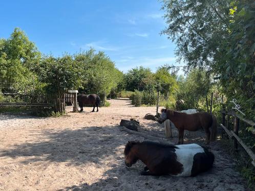 Uitmest hulp gezocht, buitengebied Scherpenzeel, Dieren en Toebehoren, Stalling en Weidegang