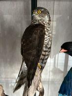 Mooie opgezette sperwer, Ophalen of Verzenden, Zo goed als nieuw, Vogel, Opgezet dier