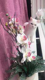 British kothaar wit, Dieren en Toebehoren, Poes