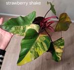 Philodendron Strawberry Shake, Huis en Inrichting, Kamerplanten, Ophalen of Verzenden