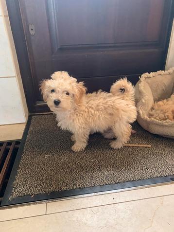 Schitterende Maltipoo pups (nog 1 reutje) beschikbaar voor biedingen