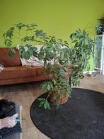 Schefflera plant, Huis en Inrichting, Kamerplanten, Ophalen, 100 tot 150 cm, Overige soorten, In pot