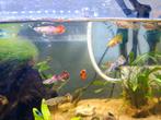 Prachtige guppen te koop, Dieren en Toebehoren, Vissen | Aquariumvissen, Vis, Schoolvis