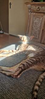 Aangeboden peterbald f1 (6 jaar oud) GOED LEZEN!, Dieren en Toebehoren, Katten en Kittens | Raskatten | Korthaar, Kater, Gechipt