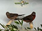 Rode kroonvinken - Coryphospingus cucullatus, Meerdere dieren, Tropenvogel, Geringd