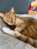 Lieve rode kater zoekt nieuw huisje, Kater, Kortharig, 3 tot 5 jaar