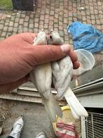 Huismus mutaties, Meerdere dieren, Wildzangvogel, Geringd