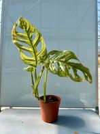 Monstera obliqua leichtlinii MINT. Pot 12, Ophalen of Verzenden, Overige soorten, Minder dan 100 cm