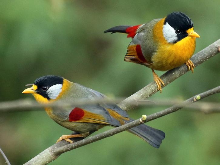 Zilveroornachtegaal 2025 – Vast geringd 3,2 mm | Kwekers- &, Dieren en Toebehoren, Vogels | Overige Vogels, Tropenvogel, Meerdere dieren