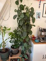 Prachtige, grote Scindapsus Pictus (Zilverrank) op mosstok, Huis en Inrichting, Kamerplanten, Ophalen, Overige soorten, Halfschaduw