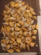 knoflook, Tuin en Terras, Bloembollen en Zaden, Ophalen of Verzenden, Volle zon