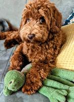 Mini labradoodles alaeu en mdba aangesloten ook dekreuen, Dieren en Toebehoren, Honden | Niet-rashonden, Nederland, 8 tot 15 weken