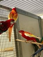 0-2 rubino rosella, Meerdere dieren, Parkiet, Geringd