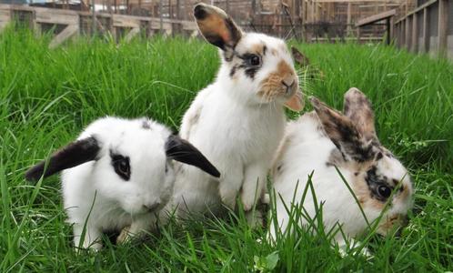 Diverse konijnenrassen | Ruime keuze | Deskundig advies!, Dieren en Toebehoren, Konijnen, Dwerg, Meerdere dieren, 0 tot 2 jaar