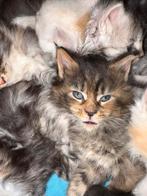 Maine coon kittens met stamboom., Meerdere dieren, Gechipt, 0 tot 2 jaar