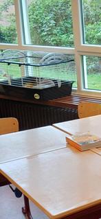 Konijn, Dieren en Toebehoren, Knaagdieren, Mannelijk, Januari, Overige typen, Tam