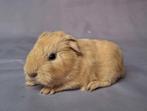 Jong Ch teddy beertje - creme, Cavia, Mannelijk, November, Tam
