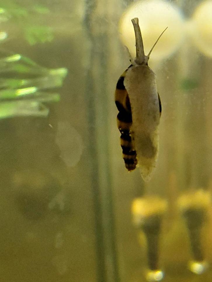 Anatome Helena, Dieren en Toebehoren, Vissen | Aquariumvissen, Zoetwatervis, Slak of Weekdier