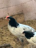 Lieve Lakenvelder haan gratis, Dieren en Toebehoren, Pluimvee, Mannelijk, Kip