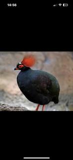 Roul Roul, Dieren en Toebehoren, Mannelijk, Tropenvogel