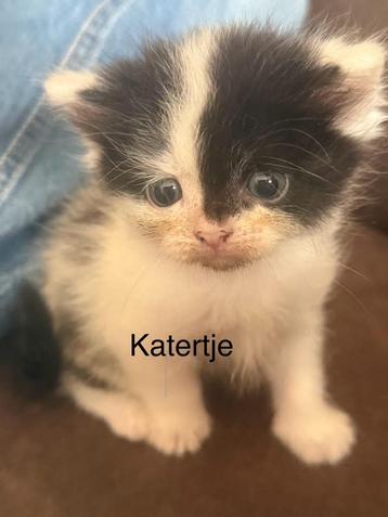 Brits halflang haar kittens beschikbaar voor biedingen