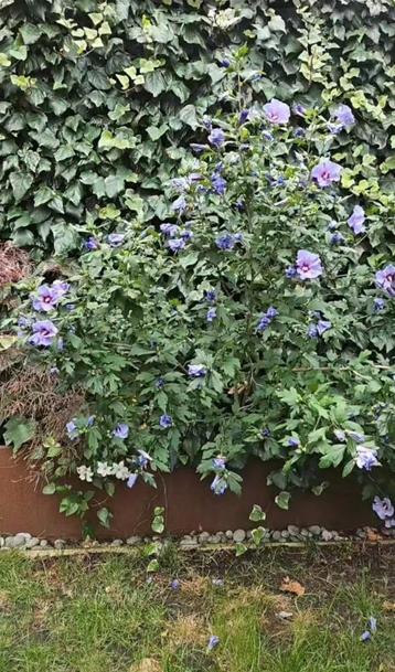 Mooie hibiscus te koop beschikbaar voor biedingen