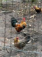 Kriel hennen en haantje, Dieren en Toebehoren, Pluimvee, Meerdere dieren, Kip